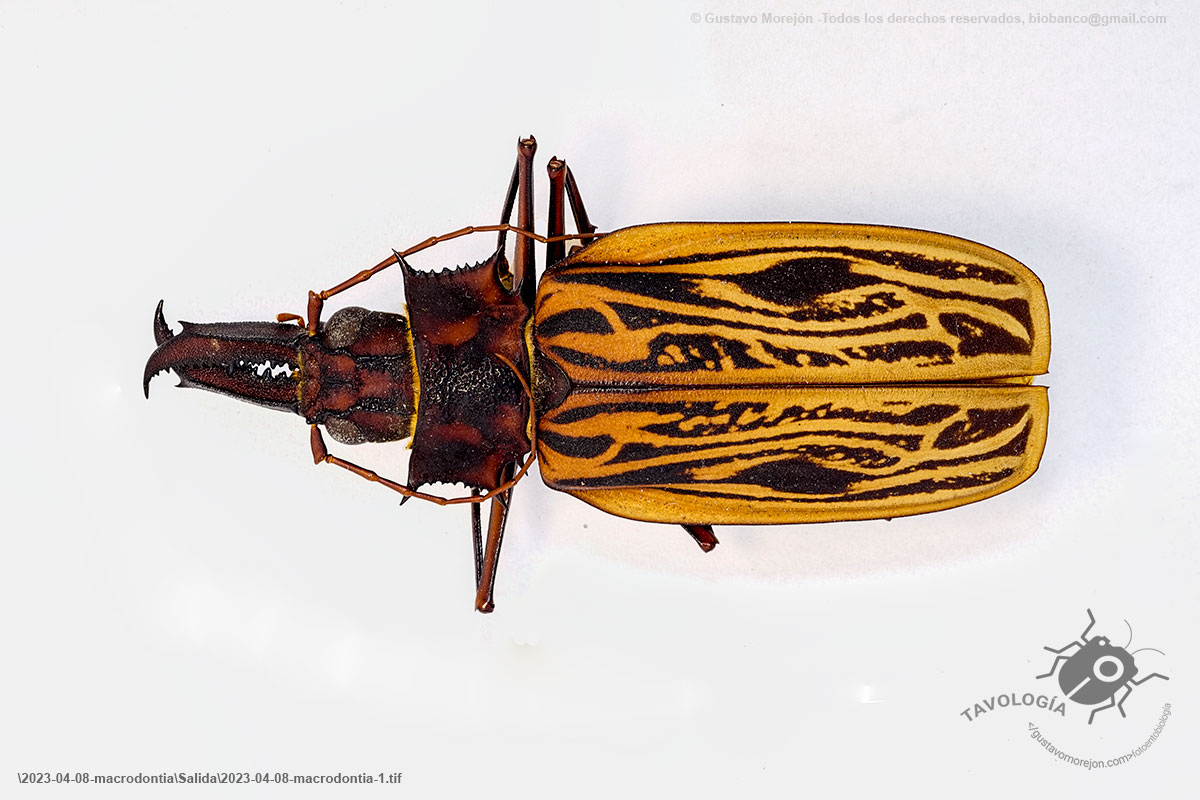 Tablog | Macrodontia cervicornis, un gigante en peligro de extinción