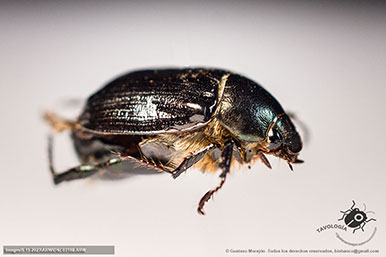 Callistethus sp.