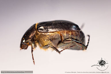 Macho de Callistethus sp