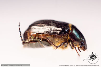 Macho de Callistethus sp