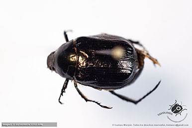 Macho de Callistethus sp