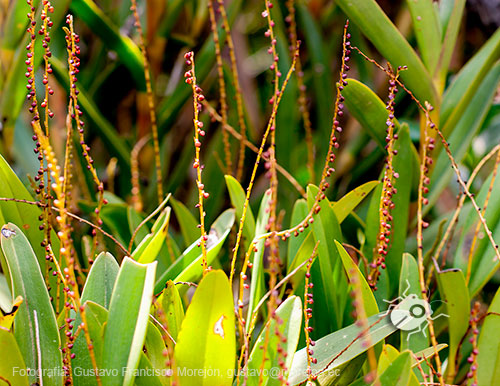 Gustavo Morejón: Fotografías en la categoría Fotografías de la flora de la ciudad de Cuenca, Ecuador.