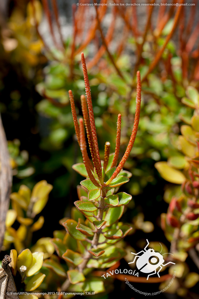 Verdolaguilla