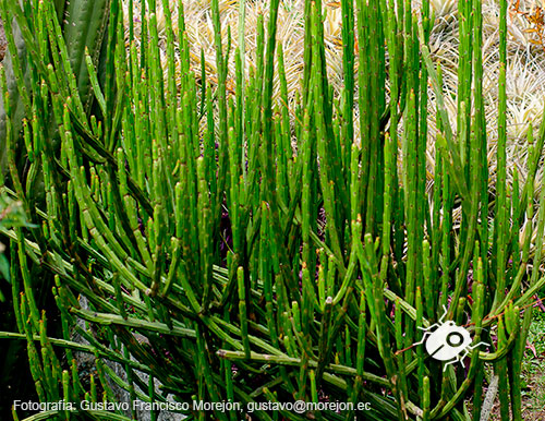 Gustavo Morejón: Fotografías en la categoría Fotografías de la flora de la ciudad de Cuenca, Ecuador.