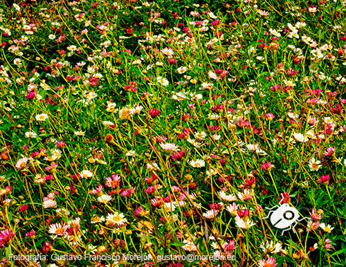 Gustavo Morejón: Fotografías en la categoría Fotografías de la flora de la ciudad de Cuenca, Ecuador.