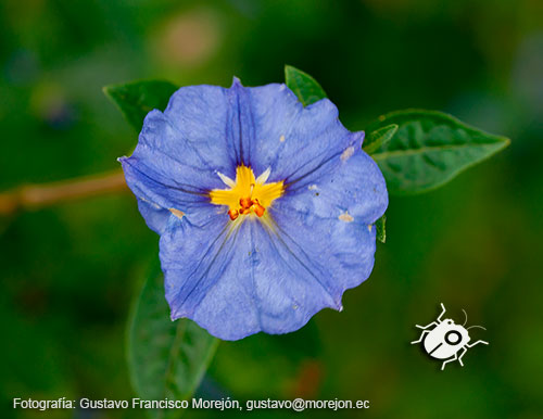 Gustavo Morejón: Fotografías en la categoría Fotografías de la flora de la ciudad de Cuenca, Ecuador.