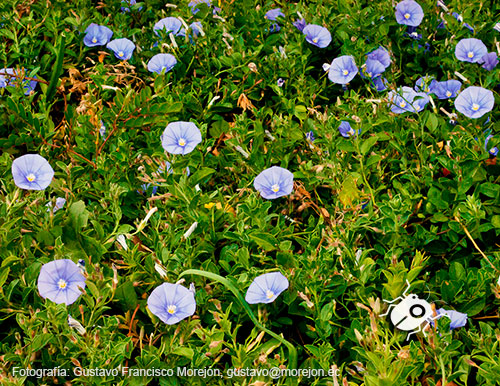 Gustavo Morejón: Fotografías en la categoría Fotografías de la flora de la ciudad de Cuenca, Ecuador.