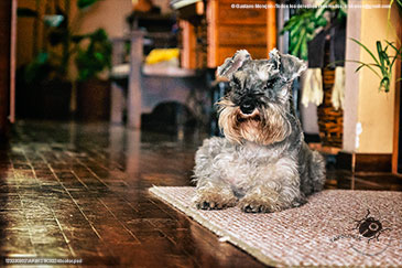 Sherlock Quito 2023-09-02