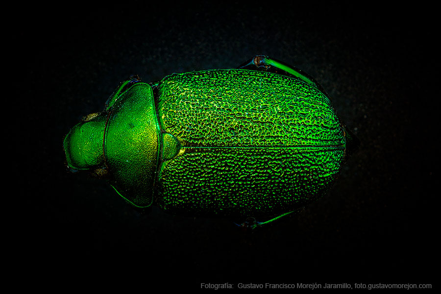 Fotografías de Animales sin columna vertebral (Invertebrados)