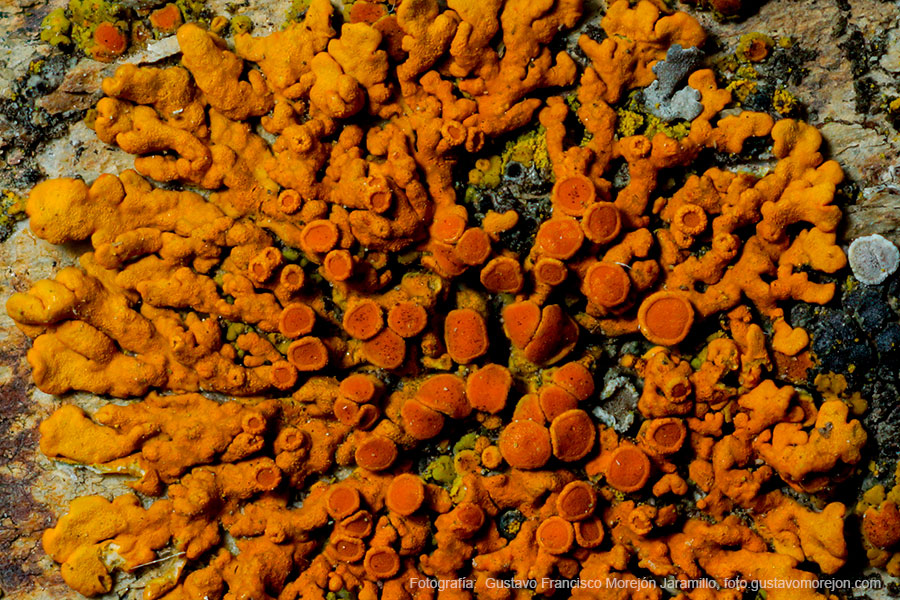Fotografías de los reinos Plantae y Fungi