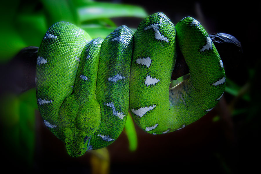 Fotografías de Animales con columna vertebral (Vertebrados).
