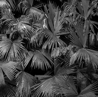 Naturaleza