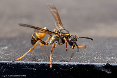 Gustavo Morejón: Fotografías en la categoría Abejas, avispas, hormigas y afines
