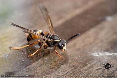 Gustavo Morejón: Fotografías en la categoría Abejas, avispas, hormigas y afines