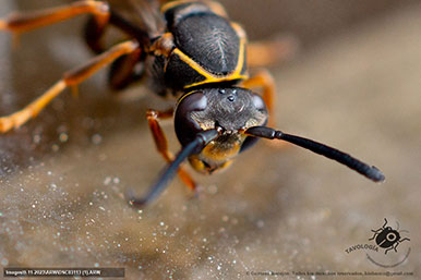 Gustavo Morejón: Fotografías en la categoría Abejas, avispas, hormigas y afines