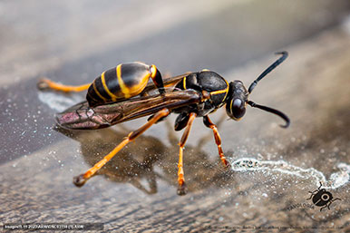 Gustavo Morejón: Fotografías en la categoría Abejas, avispas, hormigas y afines