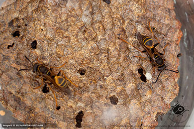 Gustavo Morejón: Fotografías en la categoría Abejas, avispas, hormigas y afines