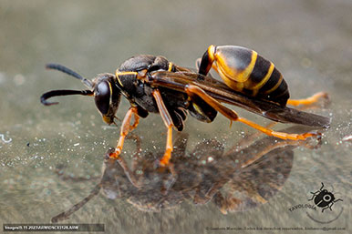 Gustavo Morejón: Fotografías en la categoría Abejas, avispas, hormigas y afines