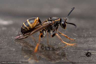 Gustavo Morejón: Fotografías en la categoría Abejas, avispas, hormigas y afines